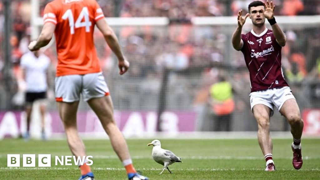 Croke Park seagull recuperating after pitch invasion