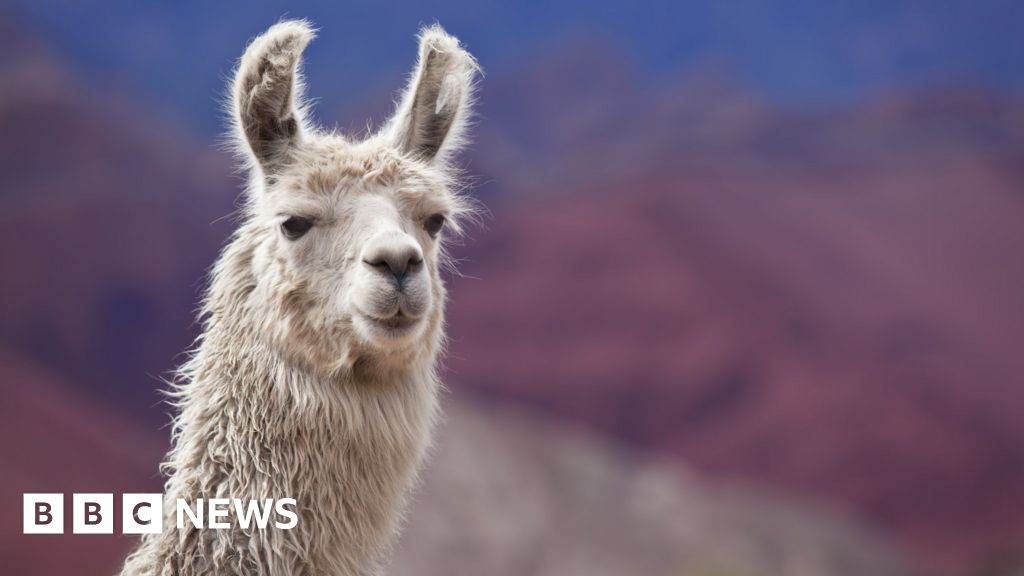 Llama blood clue to beating all flu - BBC News