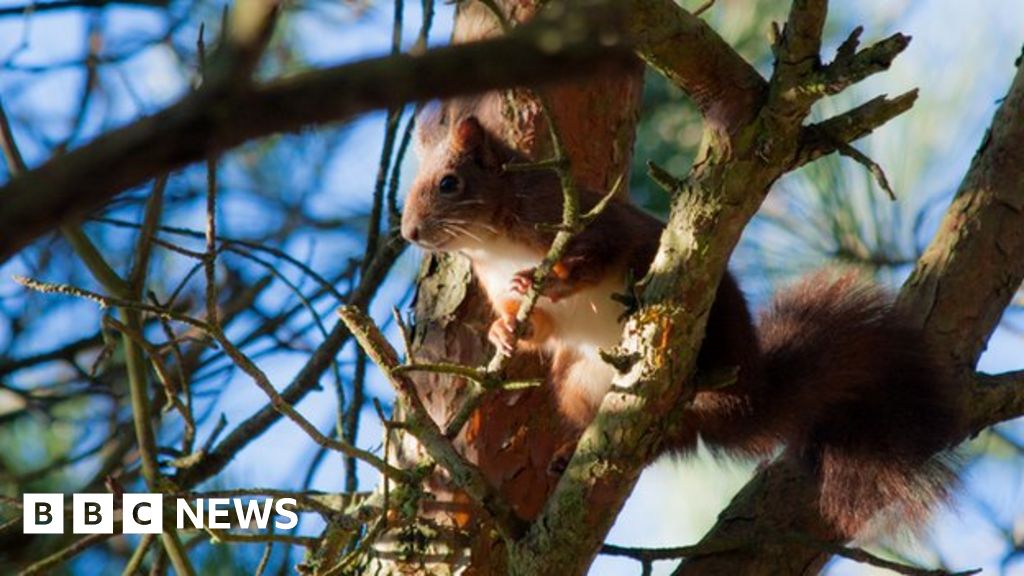 Red squirrels sniff out danger better than greys