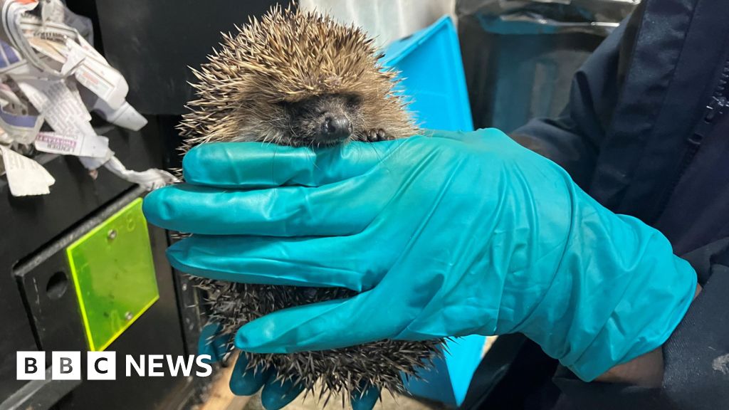 bbc.co.uk - Christine Butler  - Hedgehog rescue centre. Prickles and Paws, nearing completition - BBC News