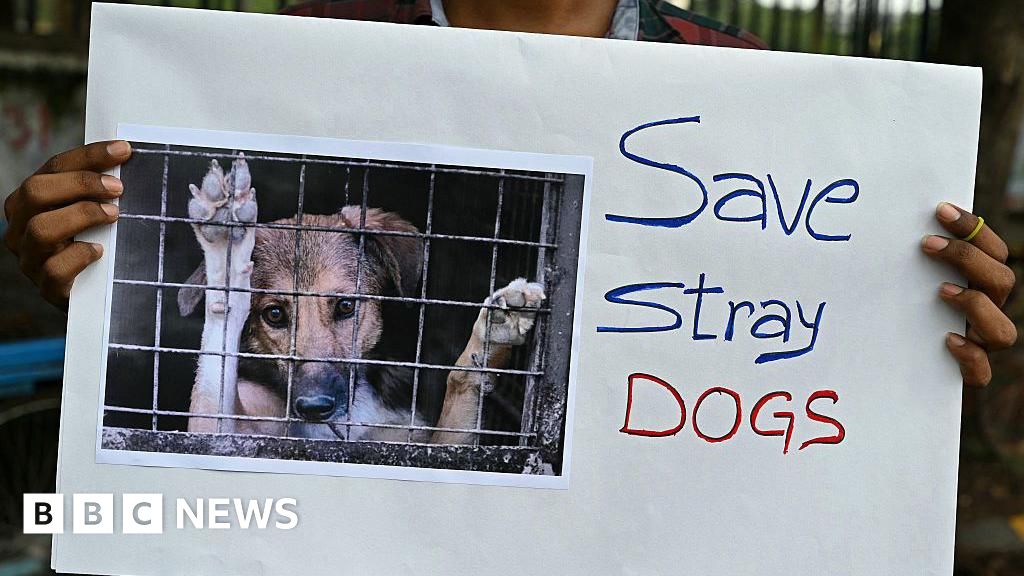 India top court shelves plan to lock up Delhi's street dogs