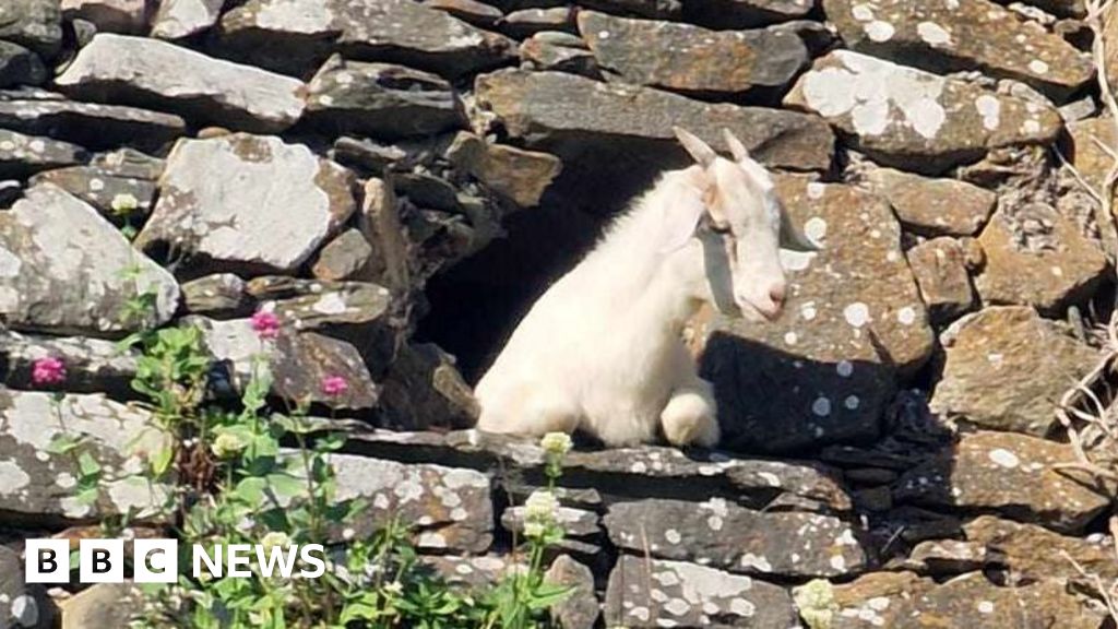 Donegal: Trapped goat rescued from castle tower – BBC News