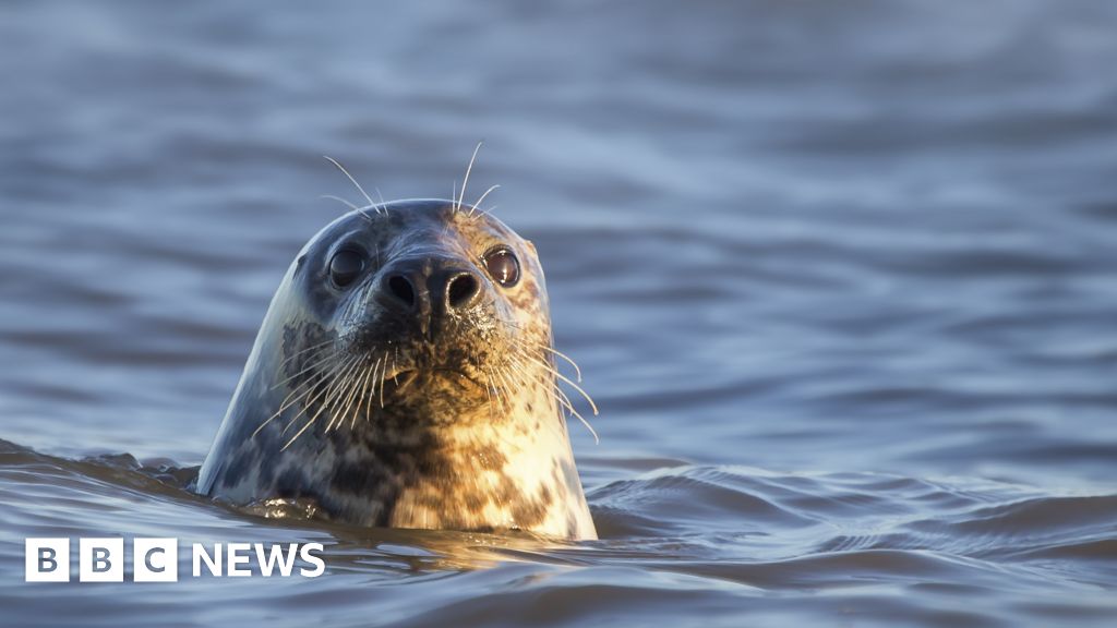 Kent and Sussex beachgoers warned to stay away from seals