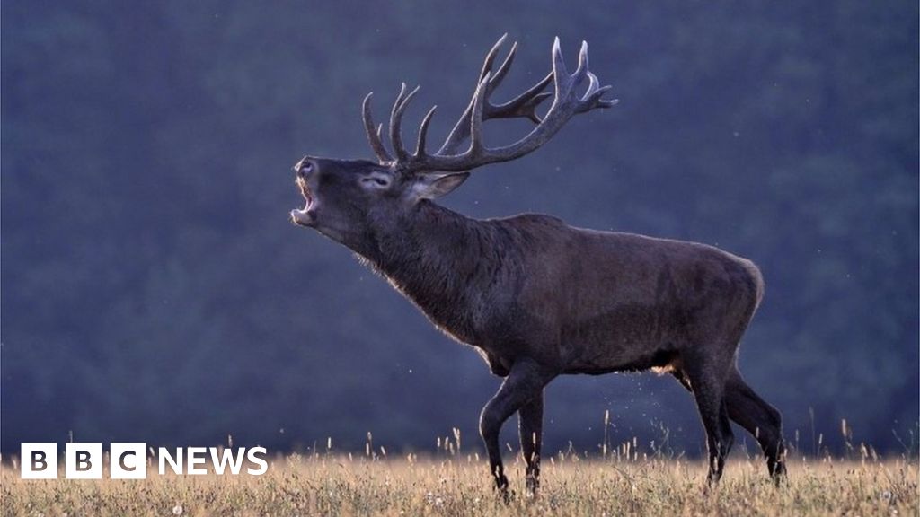 Police 'failing to tackle illegal deer hunting'