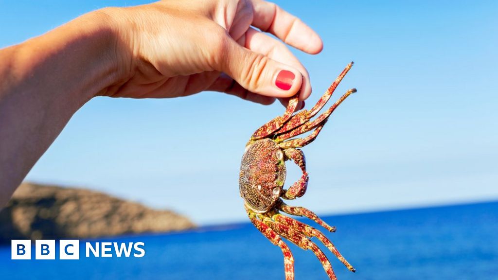 Who What Why Do Crabs Feel Pain Bbc News