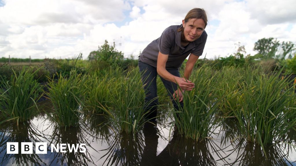 Dismissed as a joke, UK's first rice crop ripe for picking after hot summer