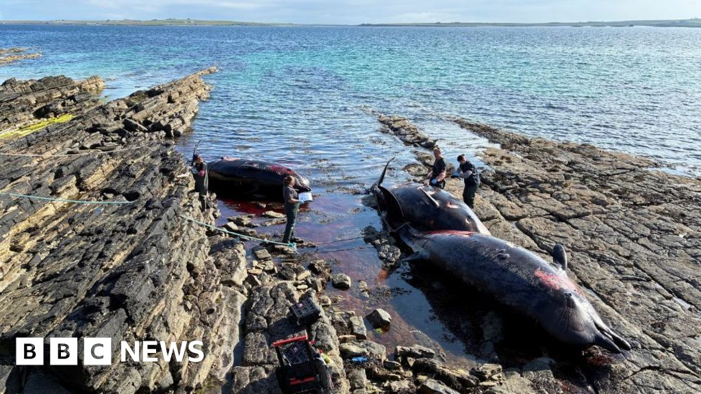 Three whales found dead in Orkney stranding