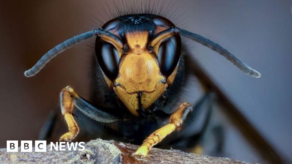 New Zealand drafts in Asian hornet hunters from UK