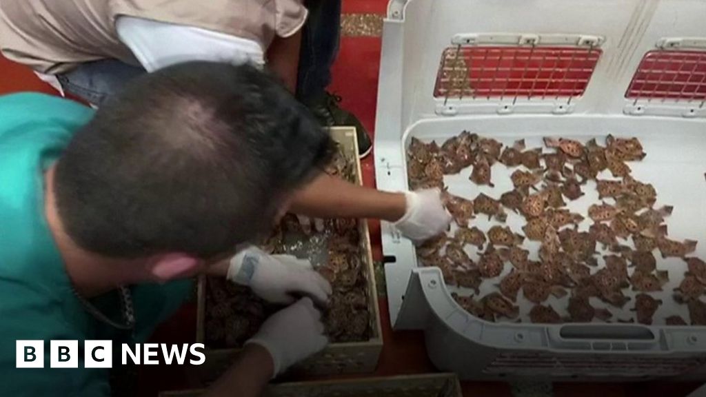 Colombian police rescue 2,000 smuggled freshwater turtles