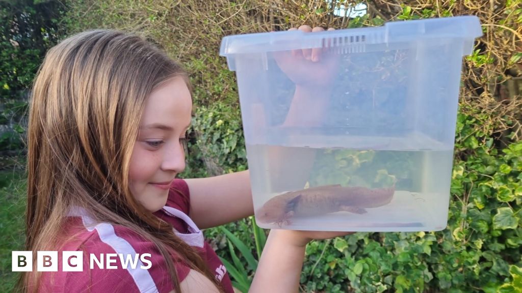 Girl, 10, finds rare Mexican axolotl under Welsh bridge