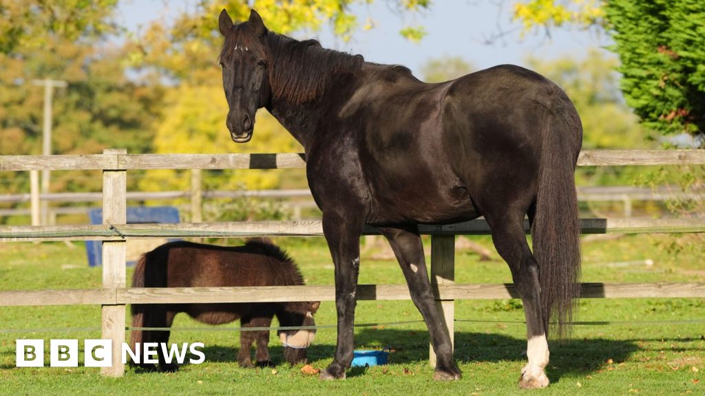 Runaway horse retires from military service