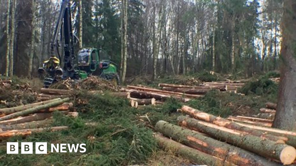 How many trees can a Swedish harvester cut down in a day? BBC News