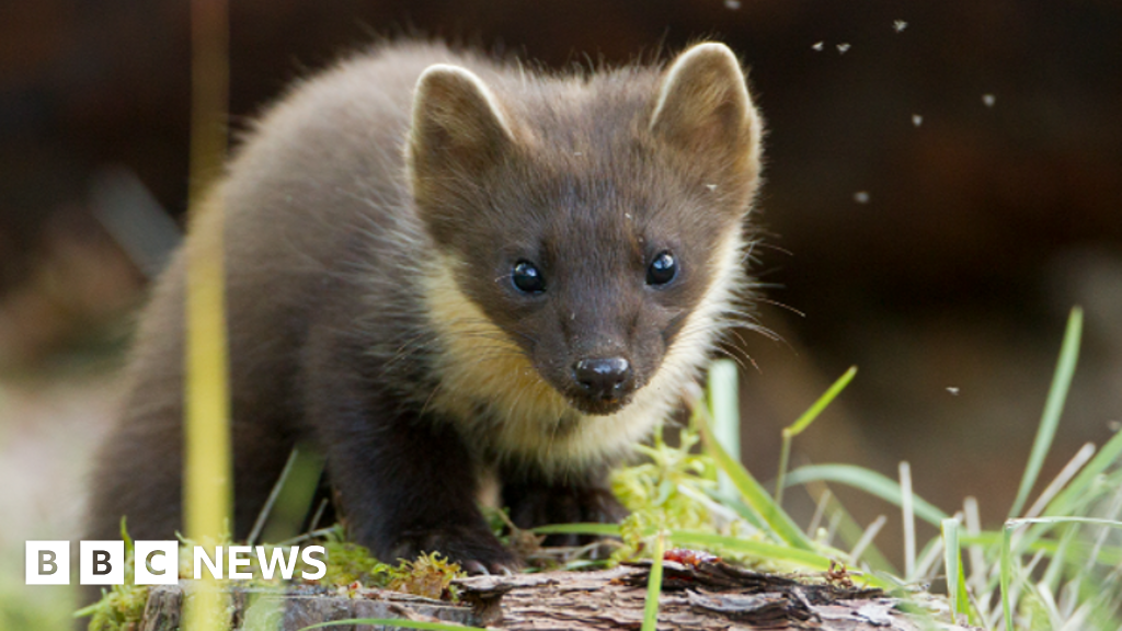 Hopes more pine martens will be born in the wild