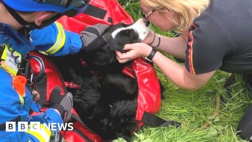 Dog rescued after falling over cliff edge at Cullen - BBC News