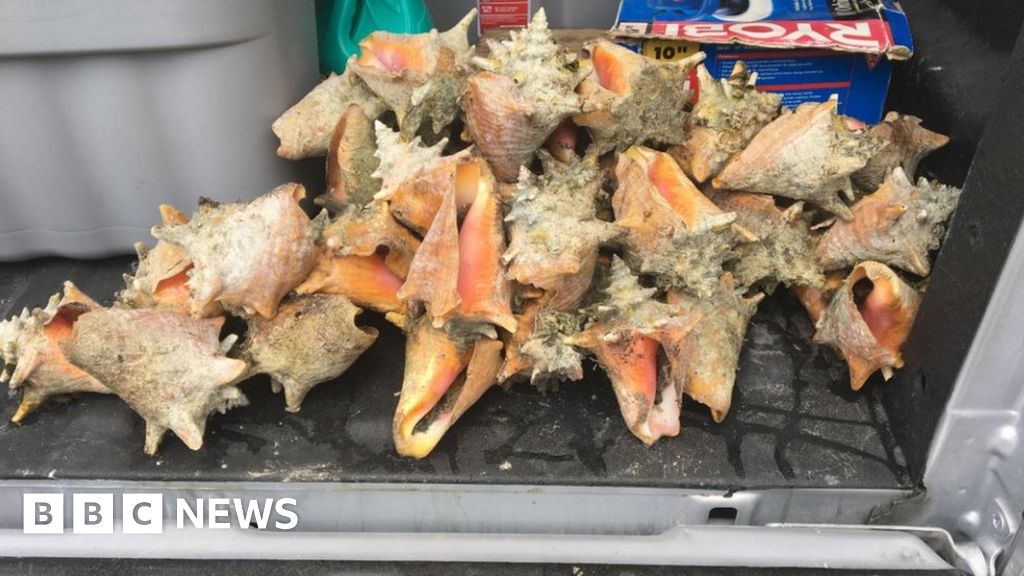 Tourist jailed for collecting seashells on Florida beach BBC News