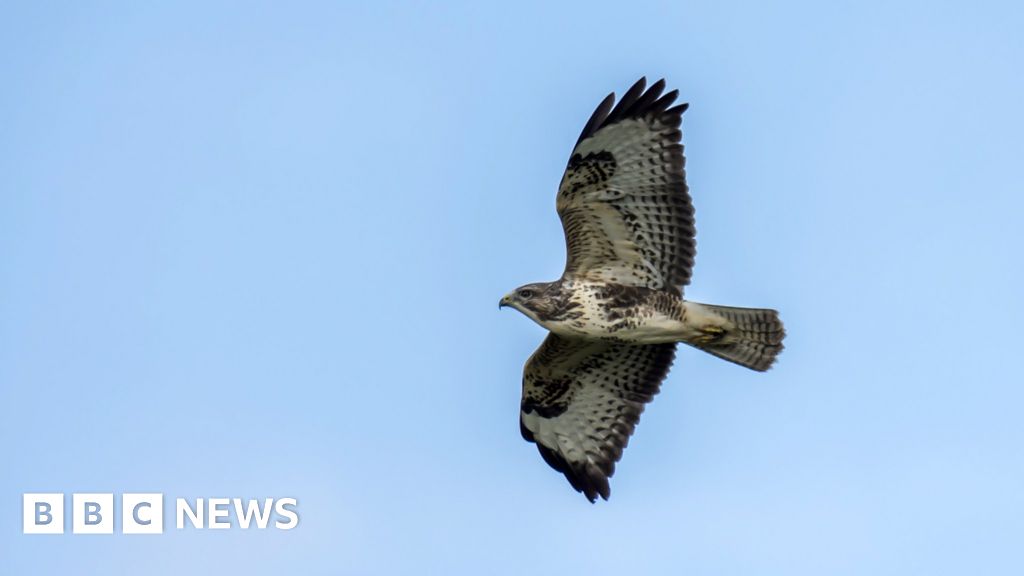 West Freugh kite power firm seeks bird condition change - BBC News