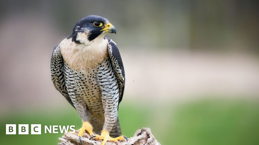 Peregrine Falcon Suffers 'shotgun' Wound In Telford - Bbc News