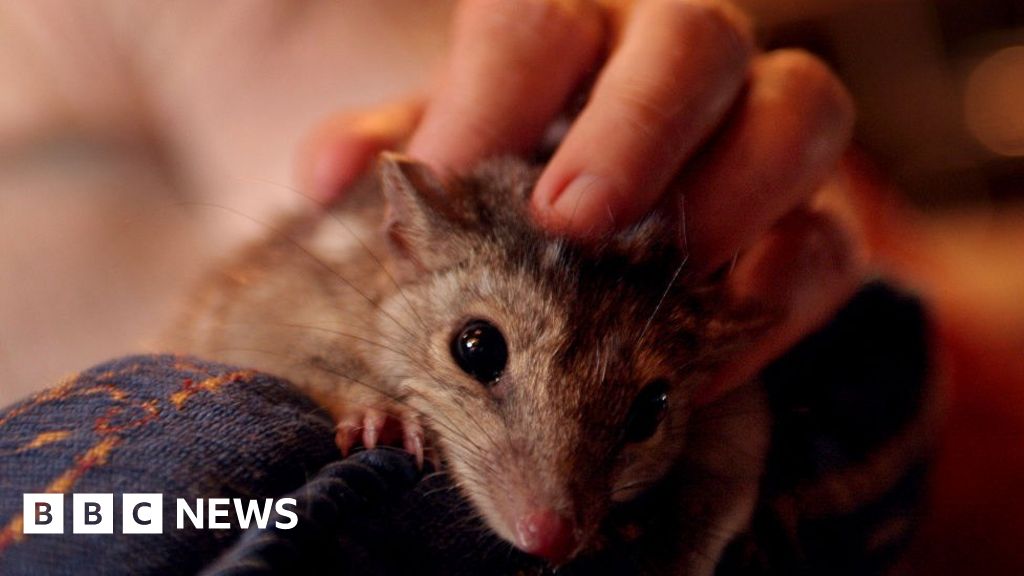 Sex and no sleep may be killing endangered quolls