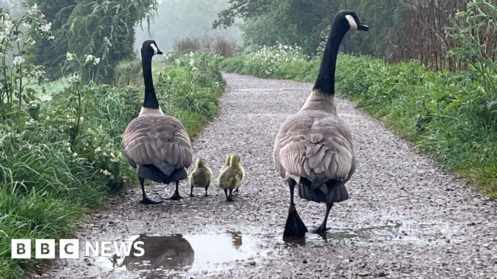 Bank holiday weather: Mild and mostly dry but heavy showers possible for some