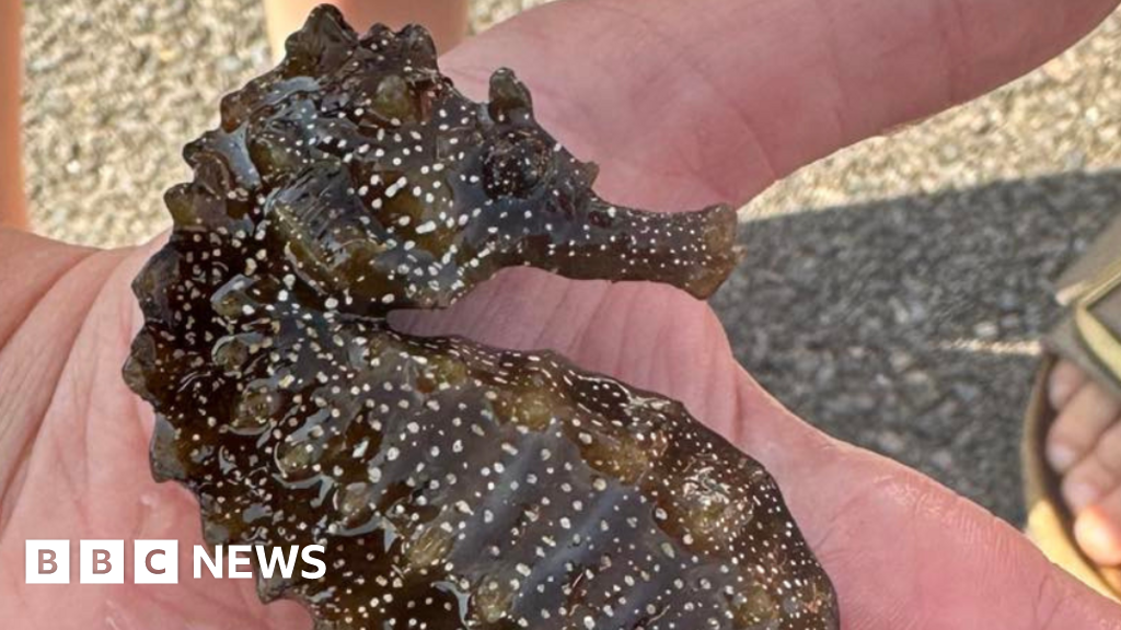 Seahorse find in Poole was one of biggest ever recorded – expert