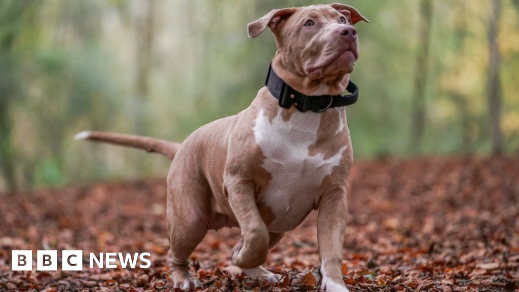 Dogs trust hot sale somerset