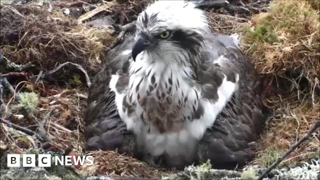 Webcam Captures Moment Osprey Chick Hatches Bbc News