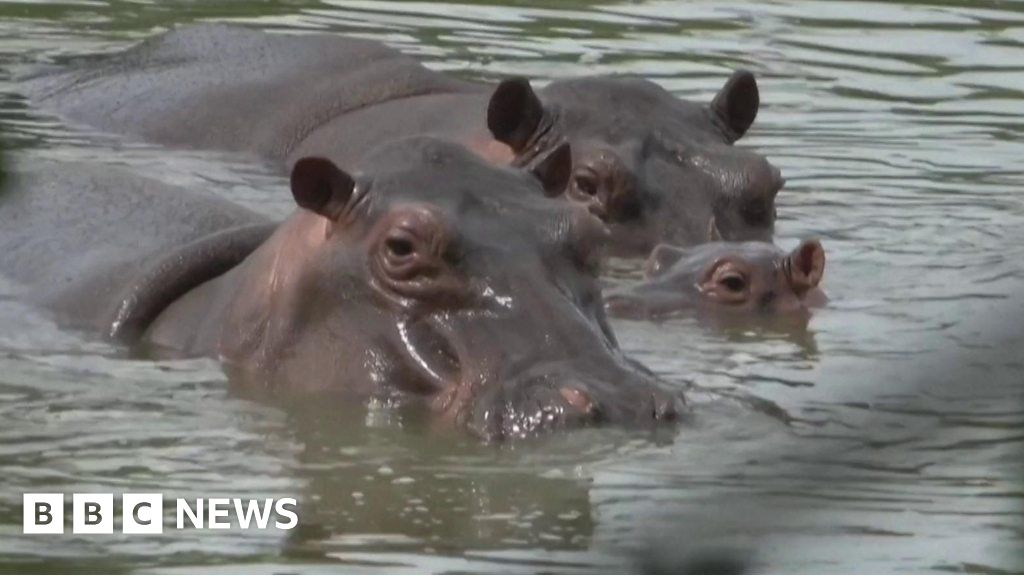 Drug lord Escobar's hippos in $3.5m move plan