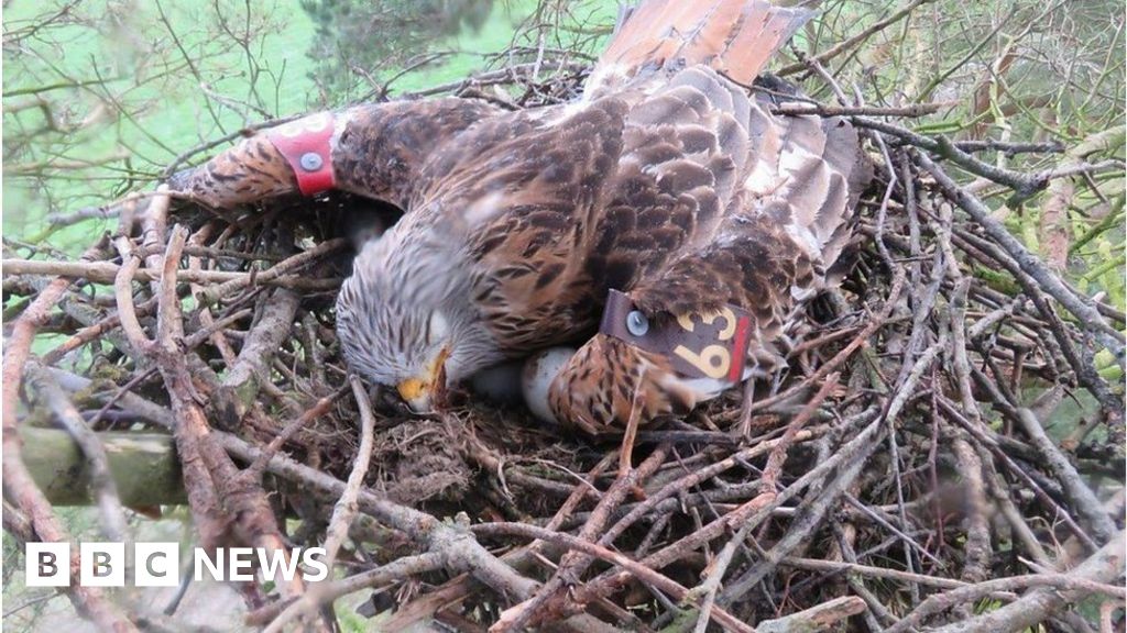 RSPB transfers eggs of poisoned red kites to donor nests BBC News