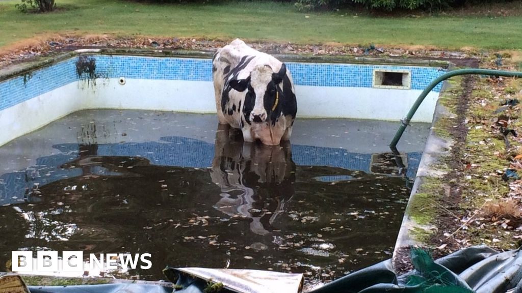 Cow Rescued From Cheshire Swimming Pool c News
