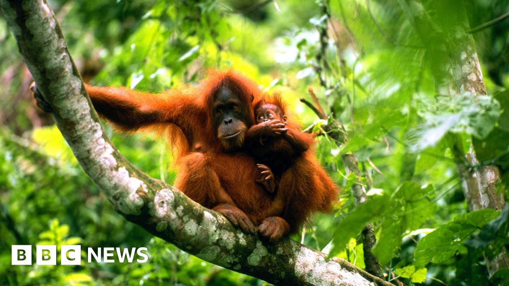 Nature decline is now nearing dangerous tipping points, WWF warns