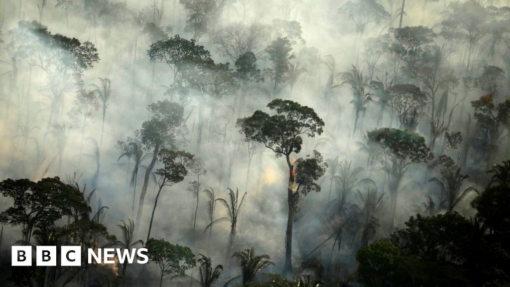 Then and now: Why deforestation is such a hot topic