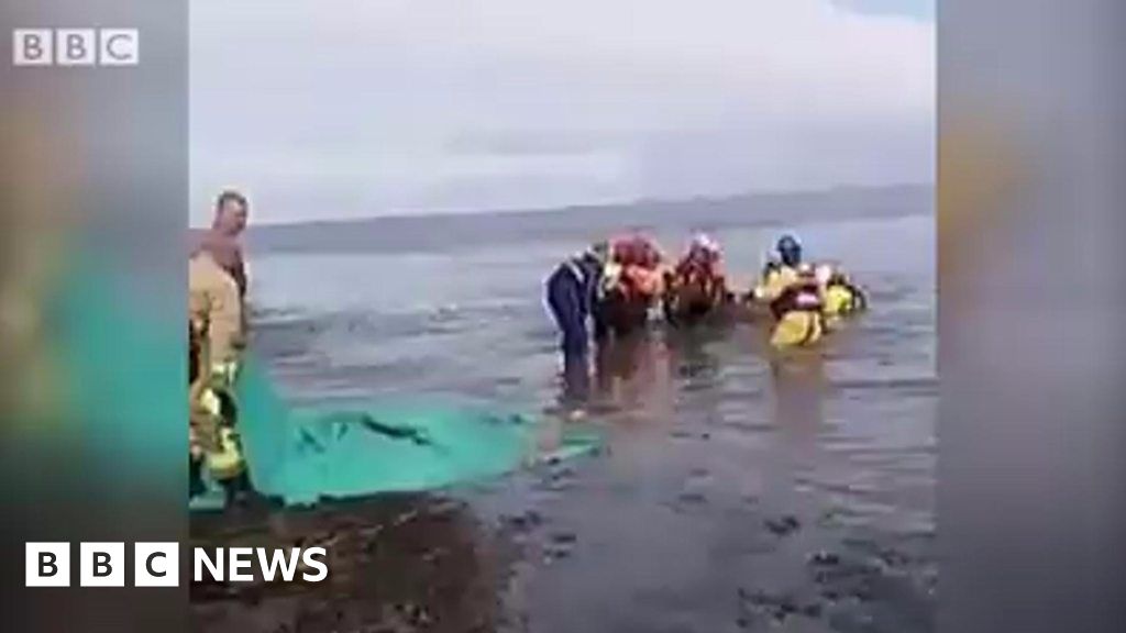 Horses rescued from drowning in Knott End, Lancashire BBC News