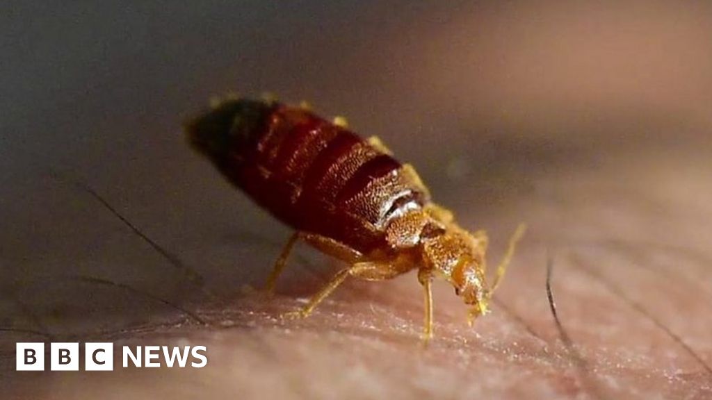 Whats It Like To Be Bitten By A Bedbug Bbc News