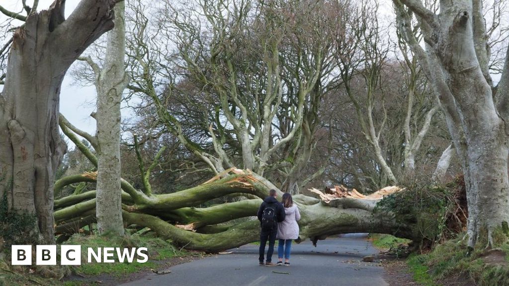 Storm Arwen: Dark Hedges trees brought down by strong winds