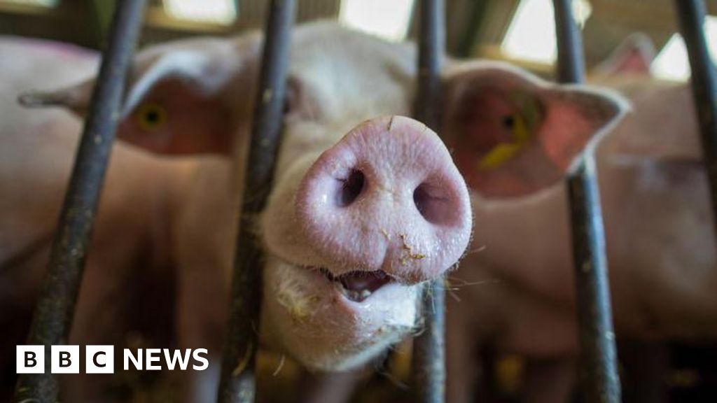 RSPCA launches review of farm animal welfare scheme