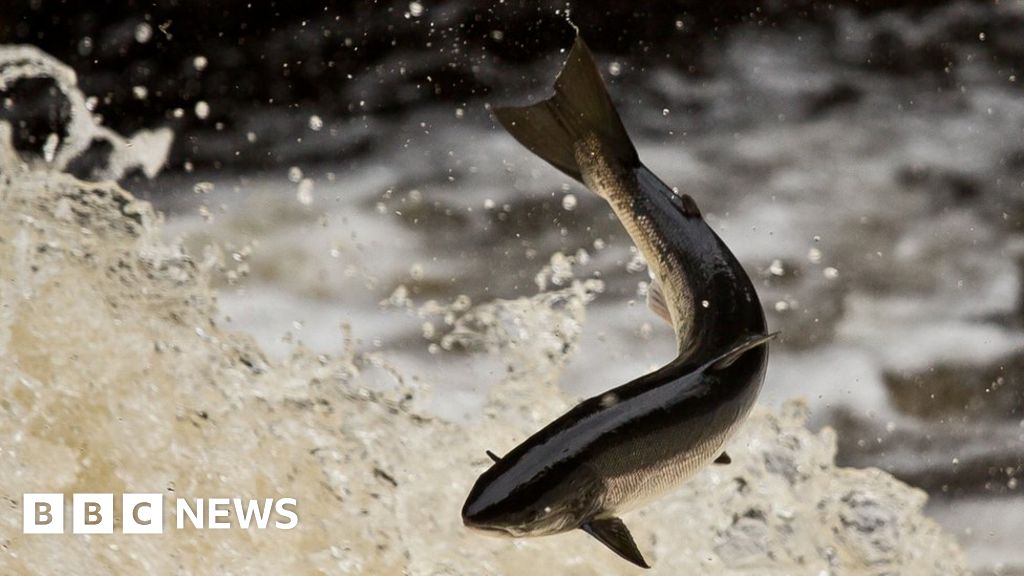 Fish poaching operation could have been going on 'for years' BBC News