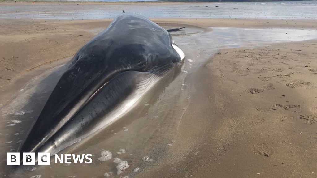 Stranded minke whale refloated by rescuers off Fife coast - BBC News