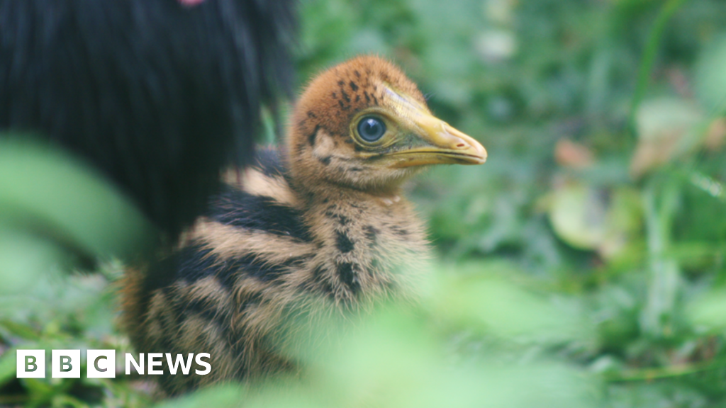 Chick of ‘world’s most dangerous’ cassowary bird hatches at Cotswolds bird park