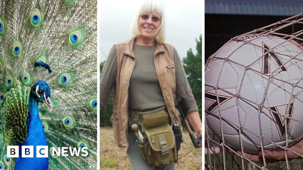 Kuis Berita Timur Inggris 18 April: Merak dan final sepakbola