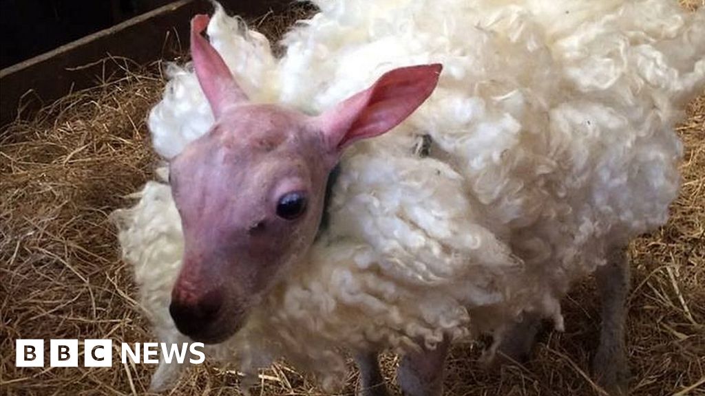 Lamb born with no wool given fluffy fleece - BBC News