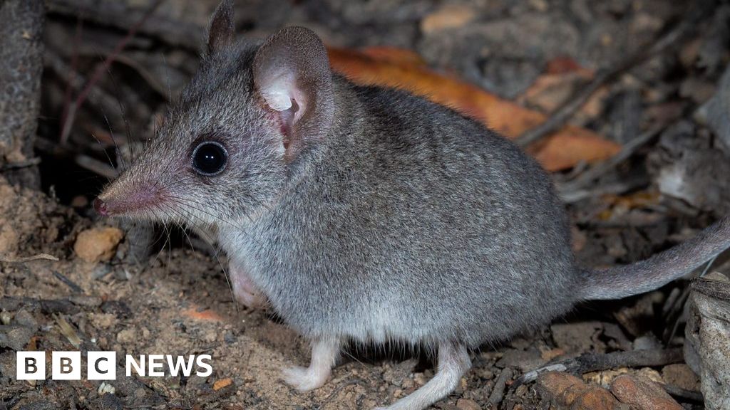 Kangaroo Island dunnart: Saving a bushfire-ravaged marsupial - BBC News
