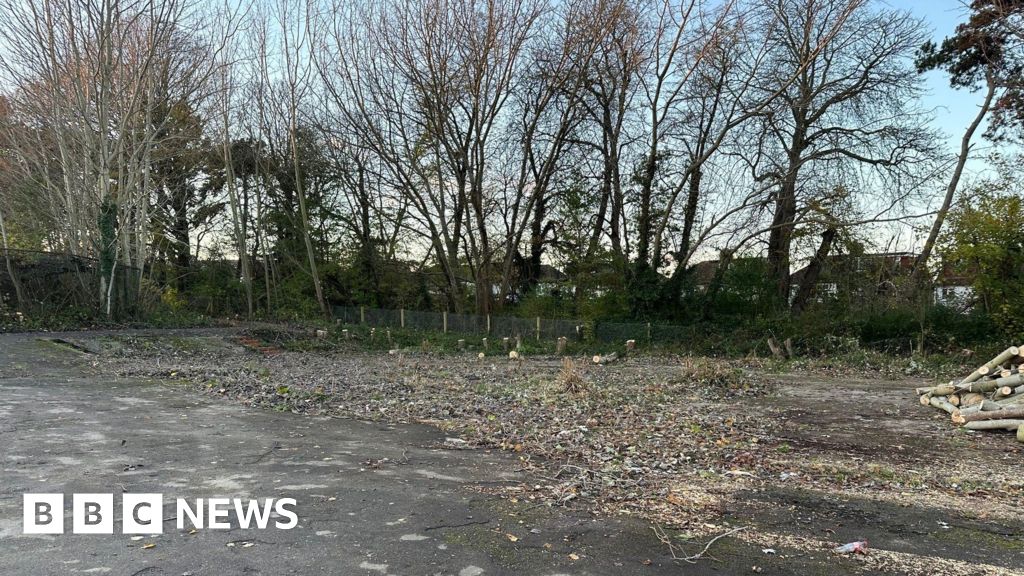 Morden Park: Trees cut down without permission