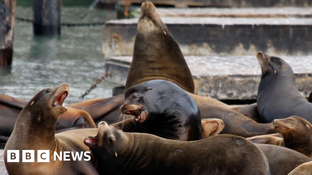 Sea lion attacks swimmer in San Francisco Bay - BBC News