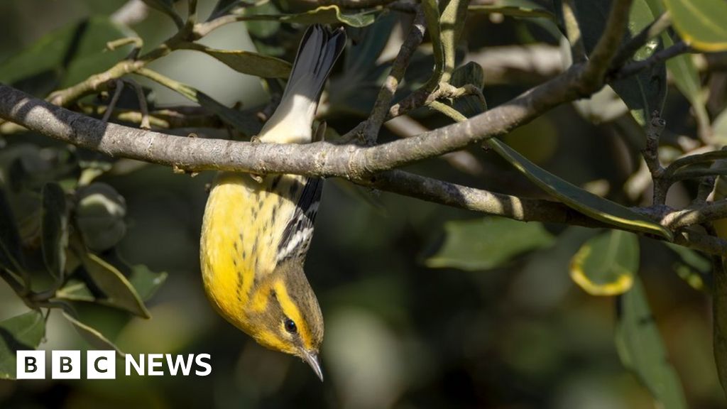 Isles of Scilly: Fears rare songbird will never return to US