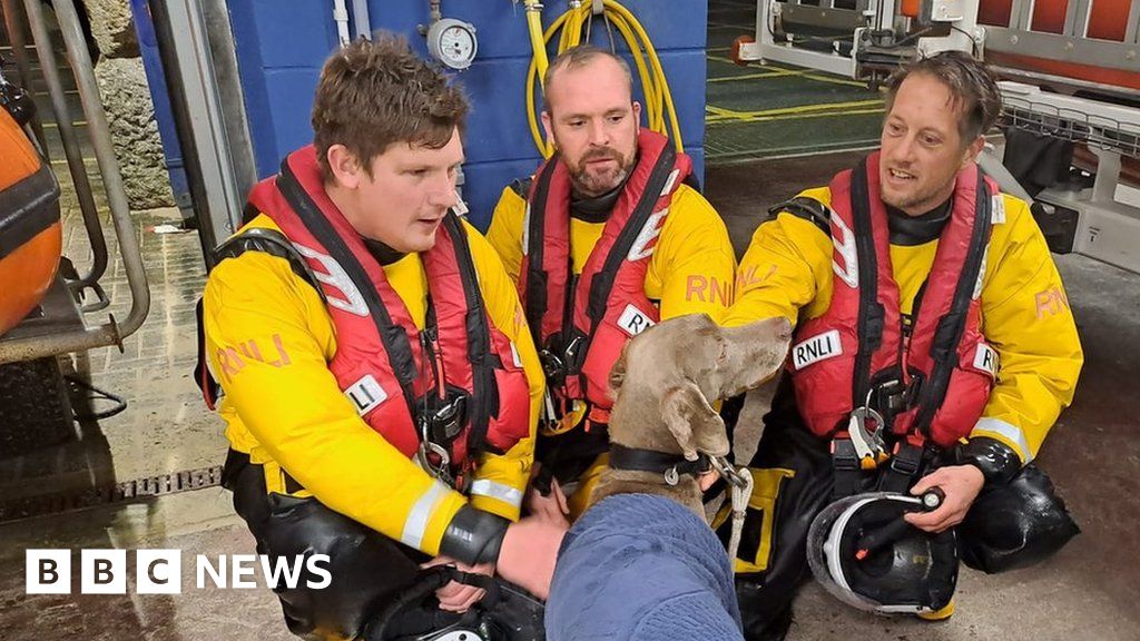 Dog rescued by RNLI after fall from Newquay cliff BBC News