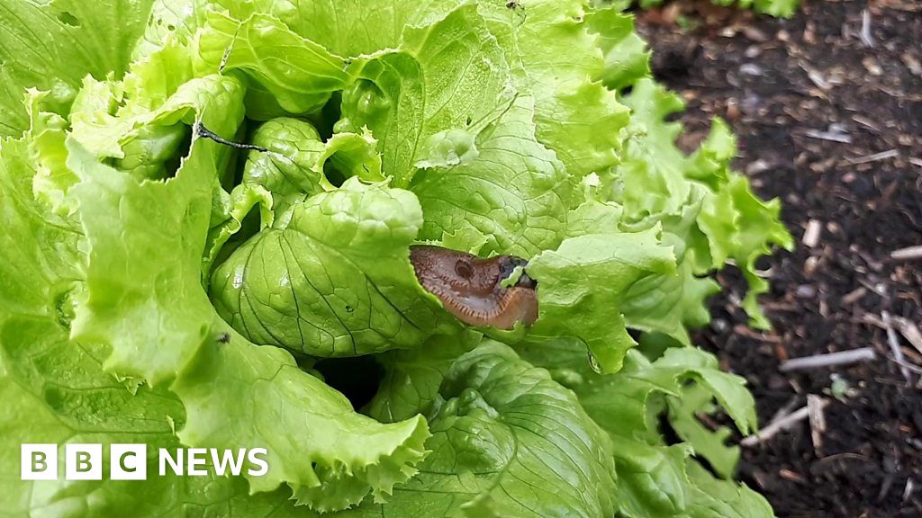 Slug munching on lettuce BBC News