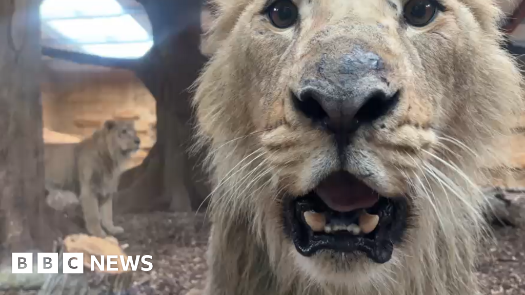 Wildlife park welcomes three male Asiatic lions