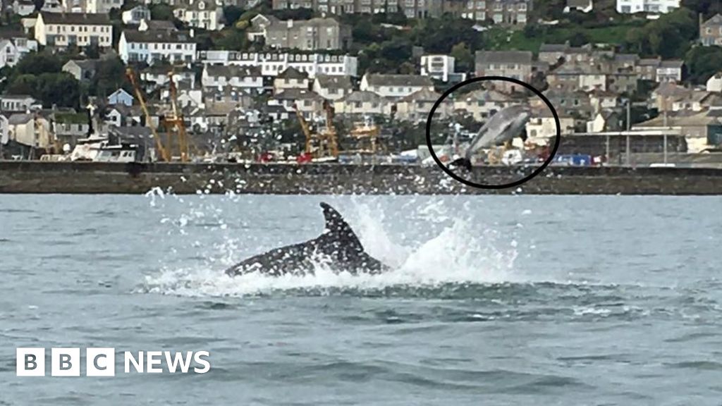 Dolphin pictured killing porpoise by flipping it into air - BBC News