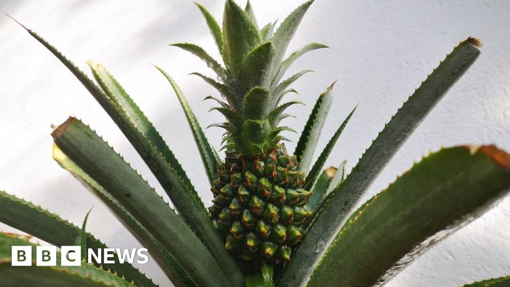 First pineapple grown for 100 years in Welsh hothouse