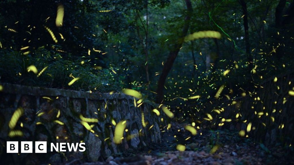Fireflies face extinction risk - and tourists are partly to blame